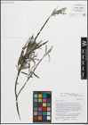 Foto von Salix eleagnos Scop.